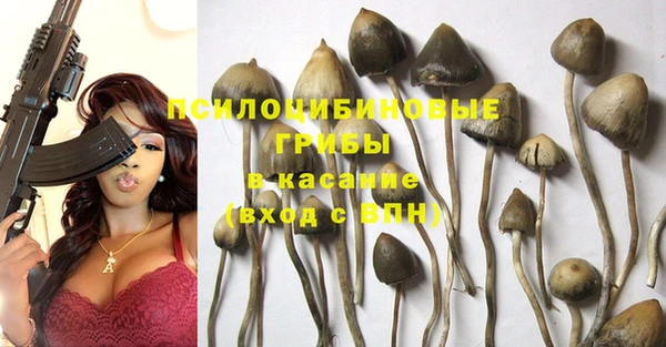 ПСИЛОЦИБИНОВЫЕ ГРИБЫ Осинники