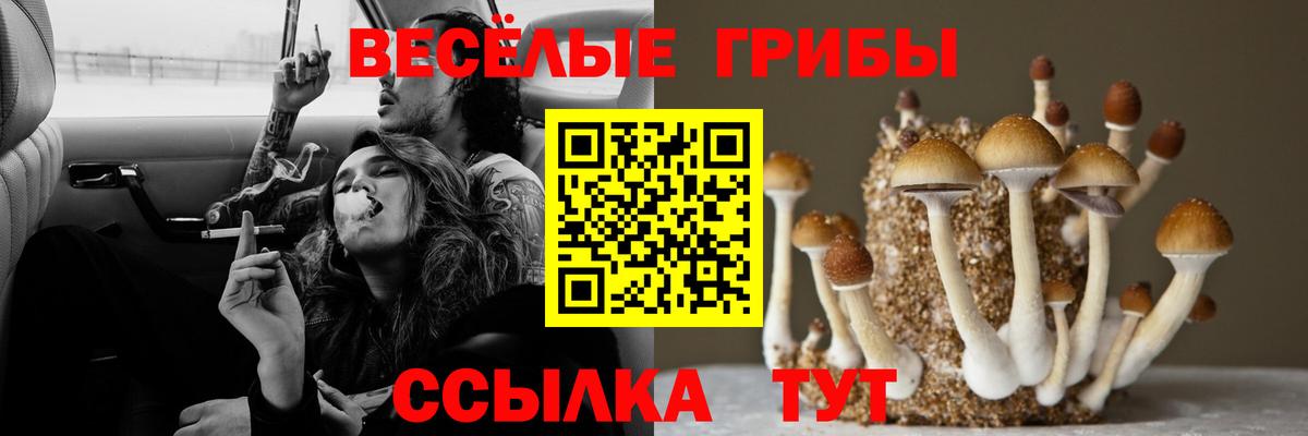 Галлюциногенные грибы GOLDEN TEACHER  Вход с VPN  Новозыбков 